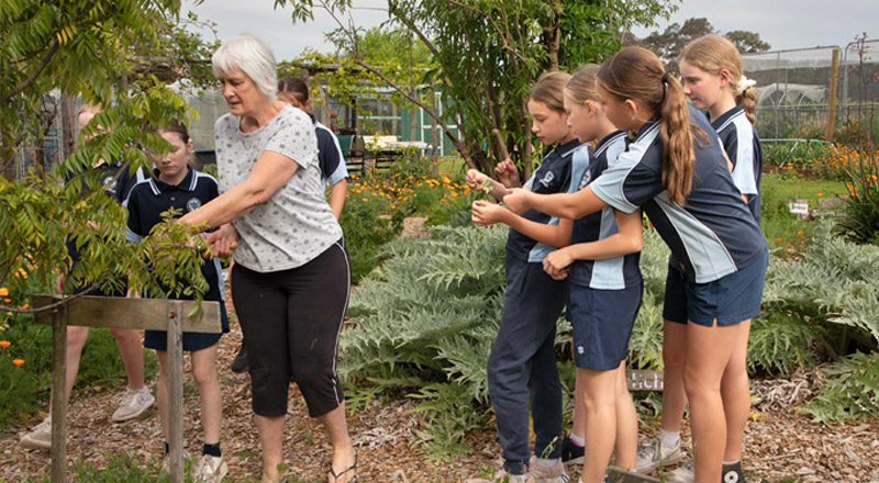 Students at St Thomas Aquinas Catholic Primary Springwood gardening